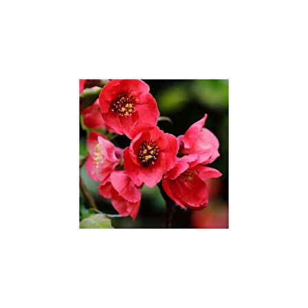 Japon Ayvası Bahar Dalı Fidanı Chaenomeles Japonica 30-50 cm 