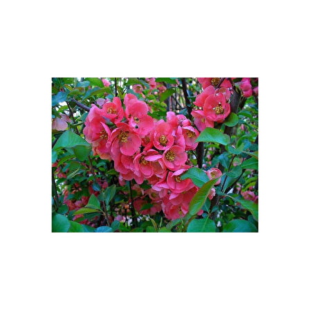 Japon Ayvası Bahar Dalı Fidanı Chaenomeles Japonica 30-50 cm 