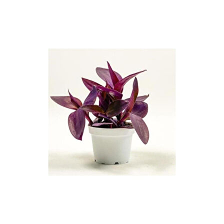 Tradescantia Purple Passion Mor Telgraf Çiçeği Fidanı 10-20 cm