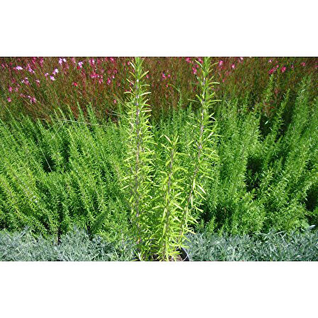 Biberiye Fide Fidanı 20-30 Cm 5 Adet Rosmarinus Officinalis 