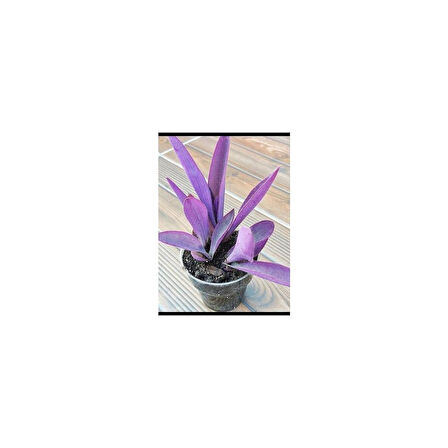 Tradescantia Purple Passion Telgraf Çiçeği Mor Fidanı 10-20 cm