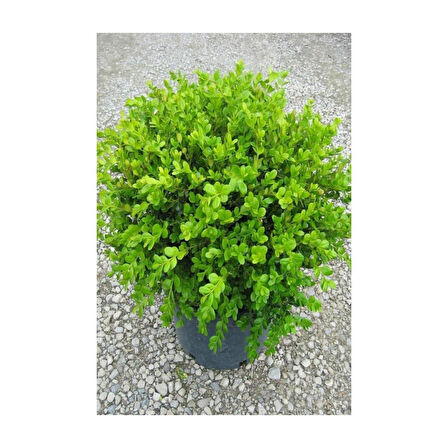 Şimşir Fidanı 20-40 Cm( Buxus Japonica Rococo )