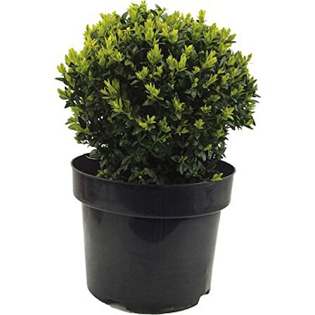 Şimşir Fidanı 20-40 Cm( Buxus Japonica Rococo )