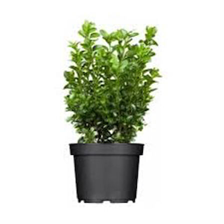 Şimşir Fidanı 20-40 Cm( Buxus Japonica Rococo )