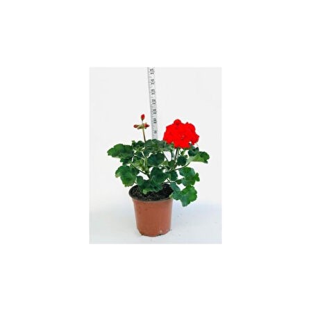 Sardunya Fidesi Fidanı Kırmızı Saksılı 10-20 cm