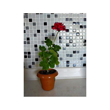 Sardunya Çiçeği Fidesi Fidanı (Fuşya) 10-20 cm