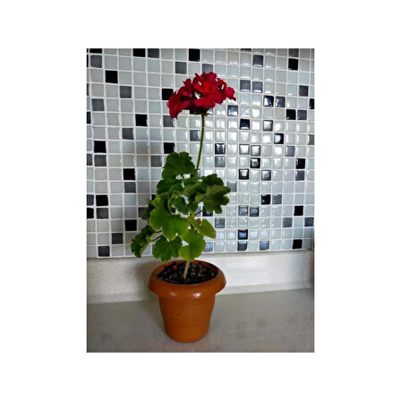 Sardunya Çiçeği Fidesi Fidanı (Fuşya) 10-20 cm