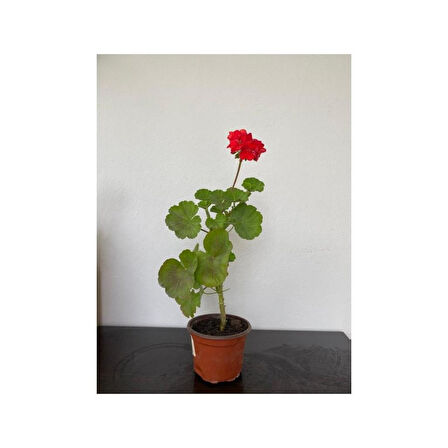 Bayrak Kırmızı Sardunya Fidesi 10-20 cm