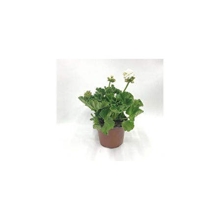 Kutup Beyazı Sardunya Çiçeği Fidesi 10-20 cm