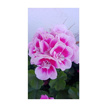 Ultra Pembe Beyaz Sardunya Çiçeği Fidesi 10-20 cm