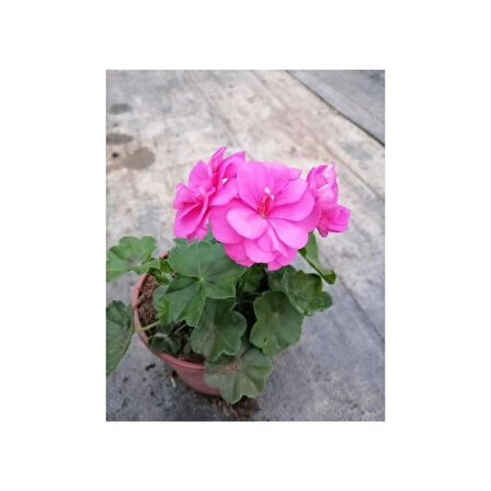 Shocking Pembe Sardunya Çiçeği Fidesi 10-20 cm