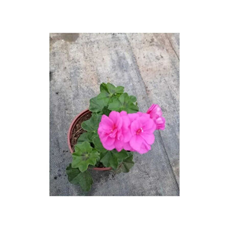 Shocking Pembe Sardunya Çiçeği Fidesi 10-20 cm
