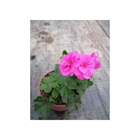 Shocking Pembe Sardunya Çiçeği Fidesi 10-20 cm