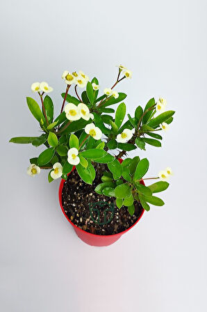 Yellow Crown of Thorns Sarı Dikenler Tacı Fidanı 10-20 cm