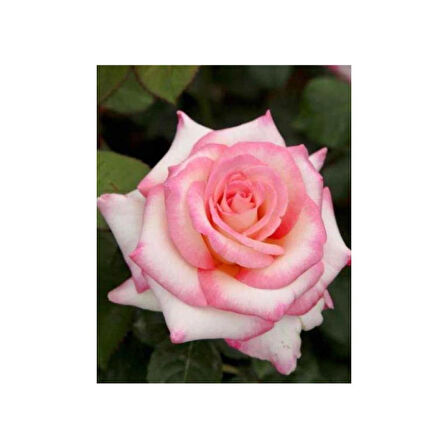 Pembe Beyaz Sarmaşık Gül Fidanı 5 Adet 15-25 cm
