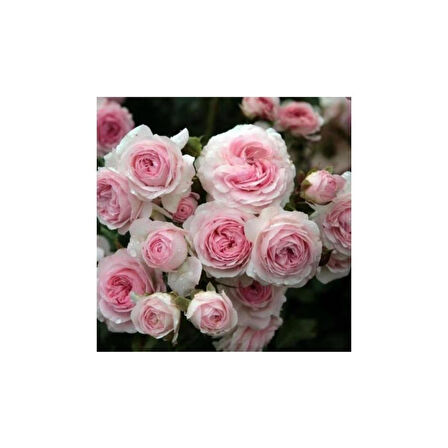 Pembe Beyaz Sarmaşık Gül Fidanı 5 Adet 15-25 cm