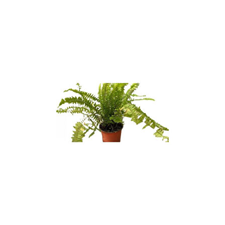Aşk Merdiveni Çiçeği Fidanı 10-30 cm