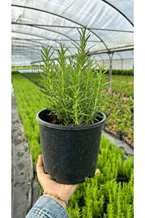 Biberiye Bitkisi Fidanı 10-30 Cm Rosmarınus Offıcınalıs