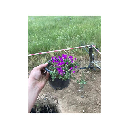 Acem Halısı Çiçeği Fidanı 10-20 cm