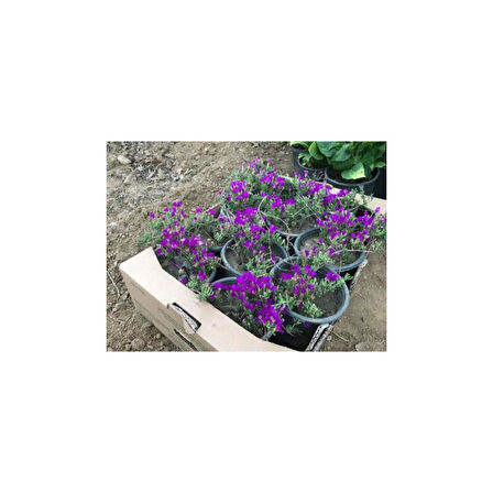 Acem Halısı Çiçeği Fidanı 10-20 cm