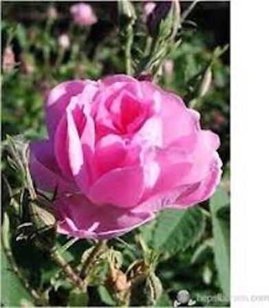 Gül Lavanta Biberiye Karışık 3 Lü Bitki Fidan Çiçek Seti 10-20 cm