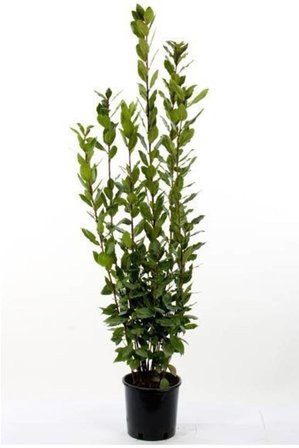 Yeşil Defne Fidanı Tüplü 50 -80 cm