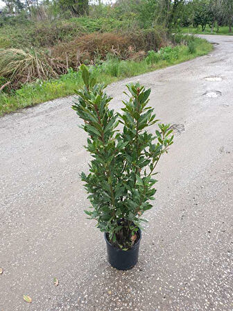 Yeşil Defne Fidanı Tüplü 50 -80 cm