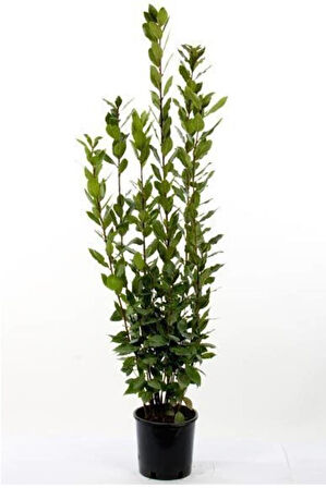 Yeşil Defne Fidanı Tüplü 50 -80 cm