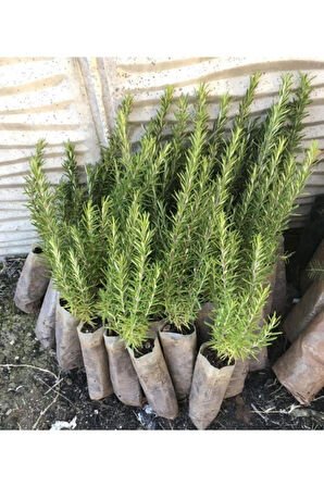Kokulu Biberiye Fidanı 1 Adet 20-30 cm