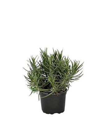 DarkOrchid Moru Lavanta Fidanı 2 Adet 30-40 Cm (Lavandula Intermedia)