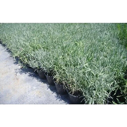 DarkOrchid Moru Lavanta Fidanı 2 Adet 30-40 Cm (Lavandula Intermedia)