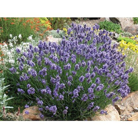 DarkOrchid Moru Lavanta Fidanı 2 Adet 30-40 Cm (Lavandula Intermedia)