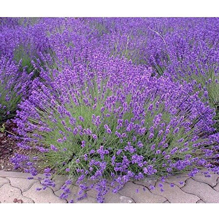 DarkOrchid Moru Lavanta Fidanı 2 Adet 30-40 Cm (Lavandula Intermedia)