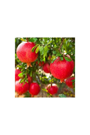 Hicaz Nar Fidanı Pomegranate Sapling Açık Kök 50-100 cm 