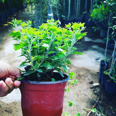 Sarı Kasımpatı Fidanı Krizantem Chrysanthemum 10-20 cm