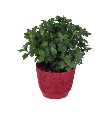 Sarı Kasımpatı Fidanı Krizantem Chrysanthemum 10-20 cm