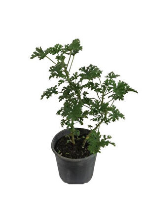 Güldamlası Itır Çiçeği Fidanı 15-30 Cm