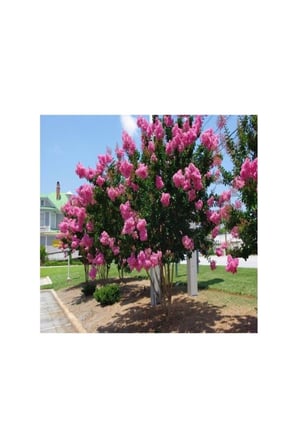 Pembe Oya Ağacı Fidesi Fidanı 10-20 cm