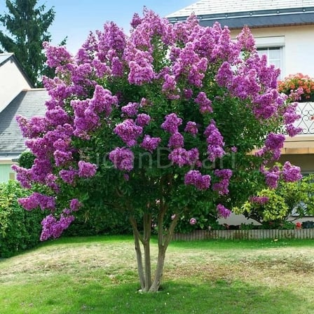 Pembe Oya Ağacı Fidesi Fidanı 10-20 cm