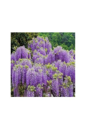 Wisteria Sinensis Mor Salkım Fidanı 10-20 cm