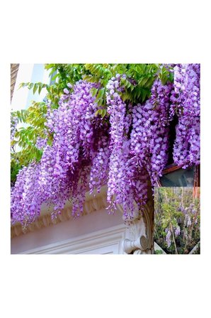 Wisteria Sinensis Mor Salkım Fidanı 10-20 cm