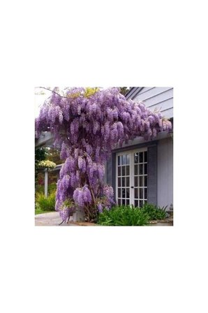 Wisteria Sinensis Mor Salkım Fidanı 10-20 cm