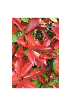 Alev Çalısı Fidanı 20~40cm