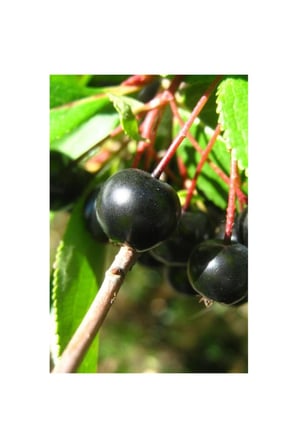 Aronya Fidanı Aronia Berry 10-20 cm