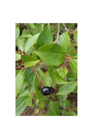 Aronya Fidanı Aronia Berry 10-20 cm