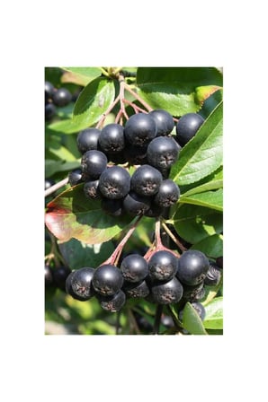 Aronya Fidanı Aronia Berry 10-20 cm