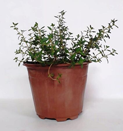 Saksılı Kekik Fidanı 10-20 Cm Potted Thyme Sapling