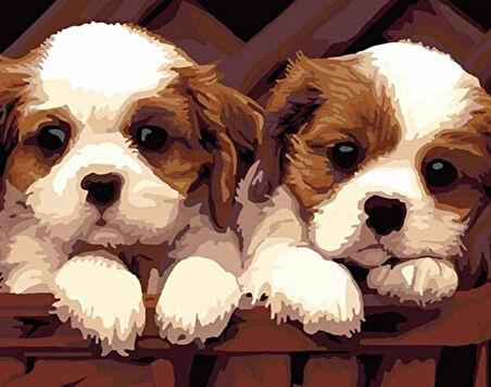 Sevimli Yavru Köpekler Çerçevesiz 40x50 Sayılarla Boyama Hobi Seti