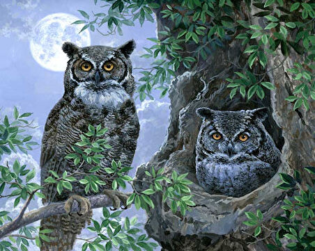Gece Baykuşları Çerçevesiz 50x65 Sayılarla Boyama Hobi Seti