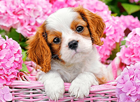 Çiçekler Ve Yavru Köpek Çerçevesiz 90x110 Sayılarla Boyama Hobi Seti